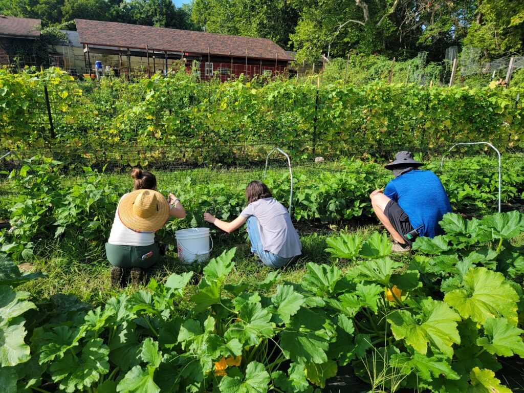 OZ Farm